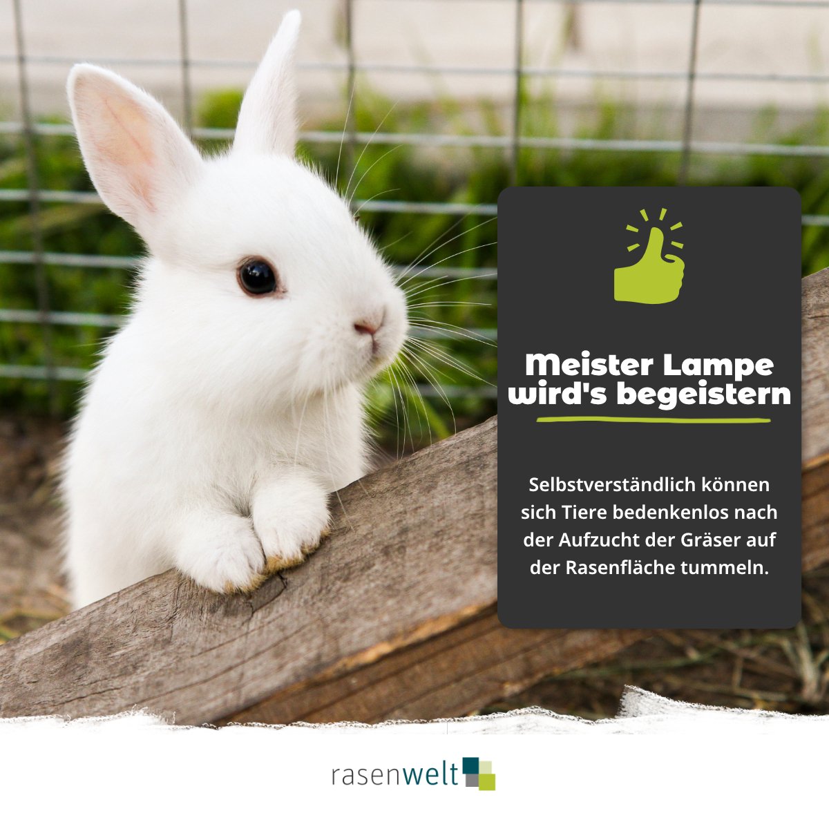 ARENA Fairway Ultimate - Rasenmischung mit Keimbeschleuniger - rasenwelt GmbH