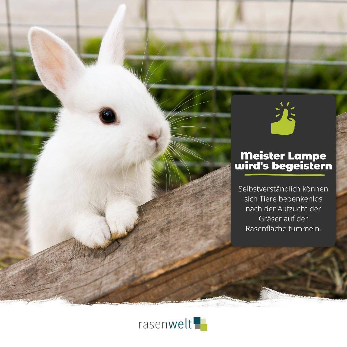 Rasensamen ARENA Lawn Supreme RSM 2.3 - rasenwelt GmbH