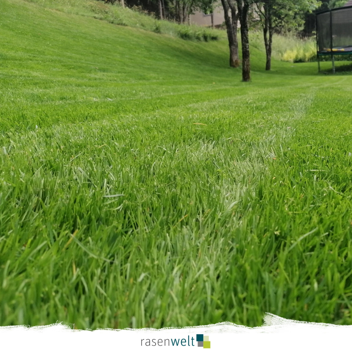 Schattenrasen mit Poa Supina PS-22