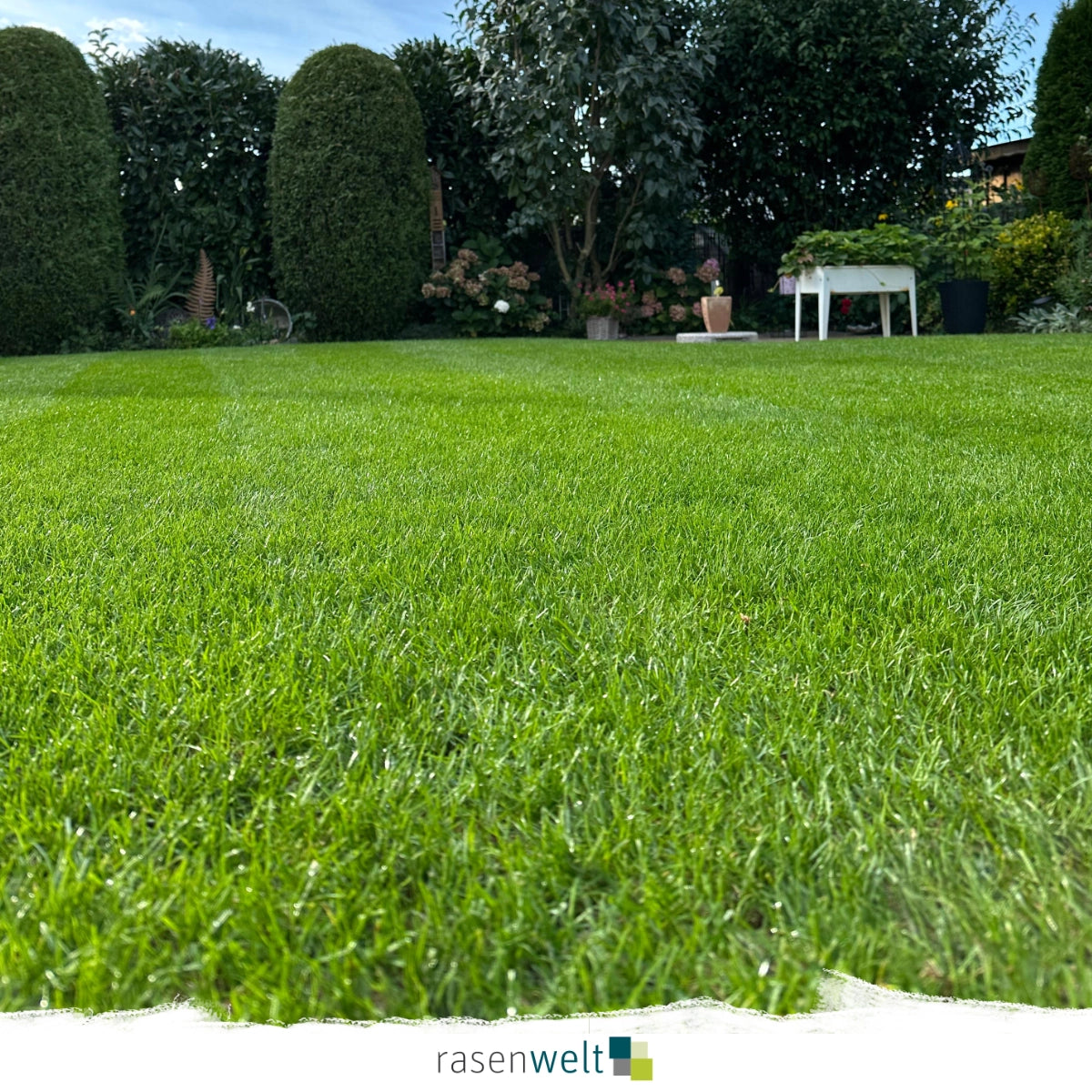 Flüssigdünger ARENA IronBooster 15+0+0(+4+8)