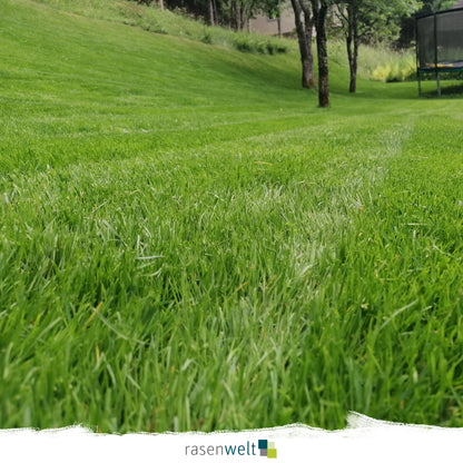 Schattenrasen mit Poa Supina PS-22