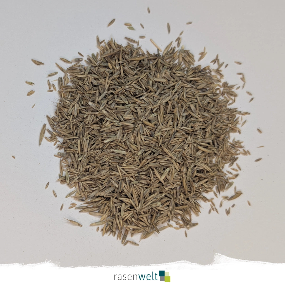 Schattenrasen mit Poa Supina PS-22